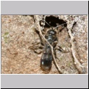 Dipogon subintermedius - Wegwespe w07b 7-8mm Sandgrube Niedringhaussee - beim Einbringen von Nestmaterial-det.jpg